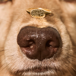 pet momento